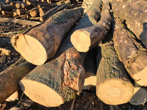 Hartholz Brennholz – Esche – Bild 2