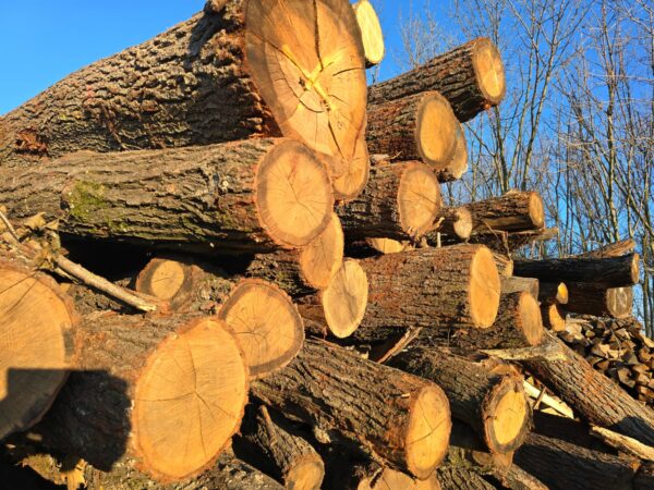 Hartholz Brennholz – Eiche – Bild 2